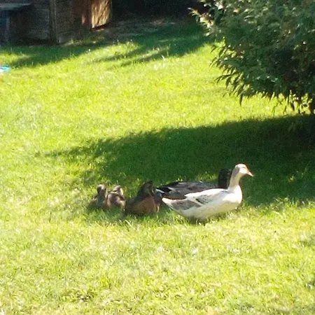 Landhaus-koenigsberg, Vorberg 360 Ebenguetlweg Appartamento