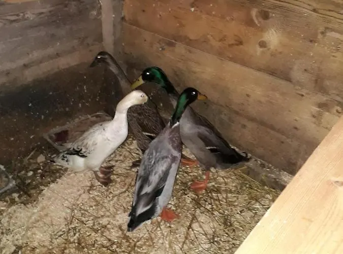 Landhaus-koenigsberg, Vorberg 360 Ebenguetlweg *