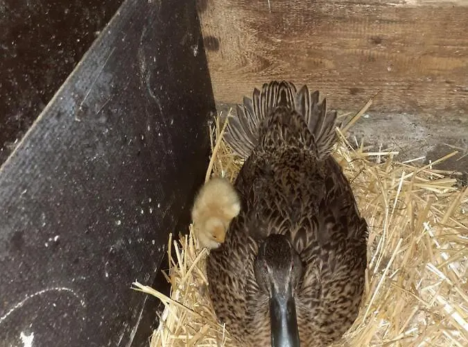 Apartamento Landhaus-koenigsberg, Vorberg 360 Ebenguetlweg Ramsau am Dachstein